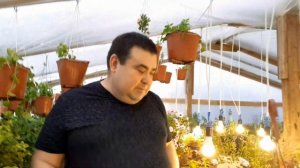 Вегетативная петуния или ампельная из семян какая разница.