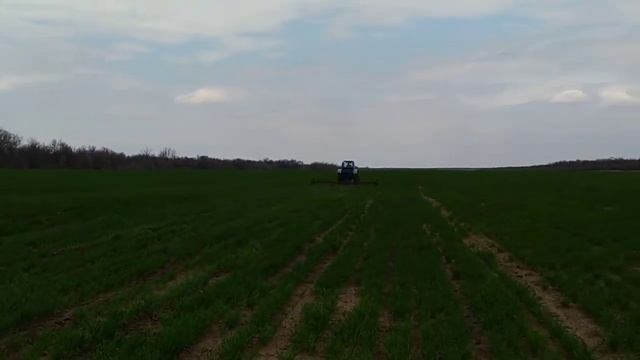 Вышли в поле! Боронование озимой пшеницы на МТЗ 82. Обзор всходов пшеницы смотреть онлайн