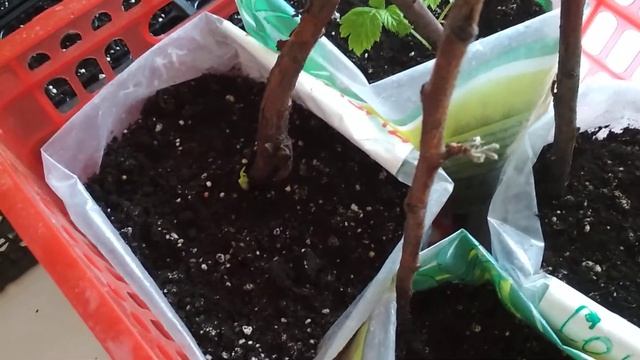 Малина Соколица и Пшехиба.13й день закладки корня . смотреть онлайн