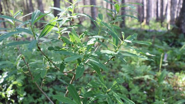 Осторожно! Ядовитые растения. // Carefully! Poisonous plants. смотреть онлайн