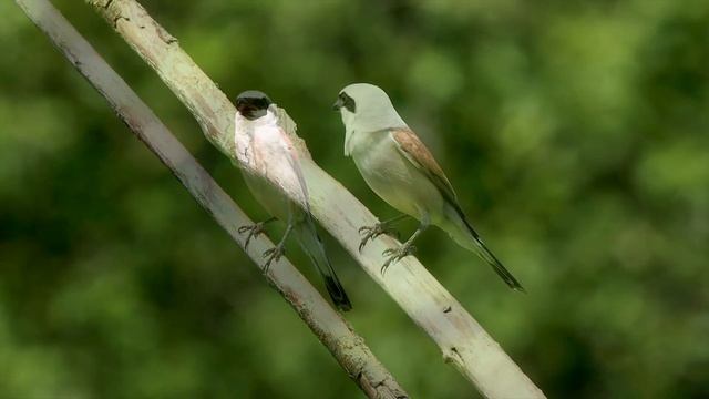 Самая маленькая хищная птица. Сорокопут-жулан - охотник с крючком на клюве смотреть онлайн
