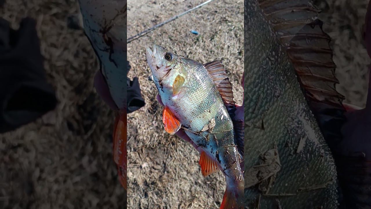 Весенняя рыбалка.Поймал большого окуня на спиннинг. #рыбалка #shortvideo #fishing #fishingvideo смотреть онлайн