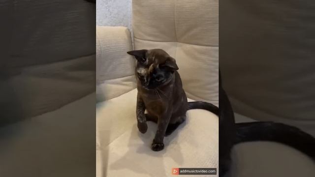 Flora Glafira смотреть онлайн