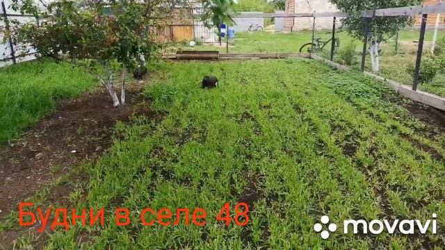 Видео для тех, кто впервые хочет завести вьетнамских свиней. Содержание. смотреть онлайн