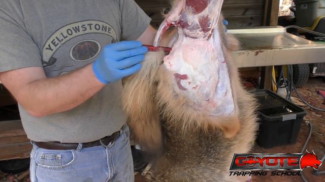 How to use a tail stripper - Fur Handling смотреть онлайн