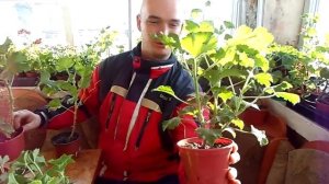 КОРОЛЕВСКАЯ ПЕЛАРГОНИЯ(ГЕРАНЬ) №2 ОБРЕЗКА и УХОД.