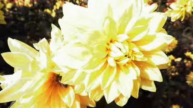 Осенний сон 1 смотреть онлайн