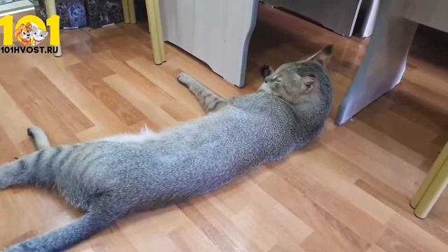 КАМЫШОВЫЙ КОТ