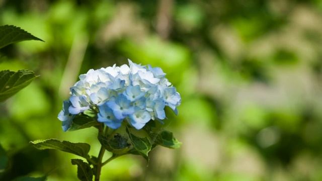 Elegy  By  Y  SMIRNOV