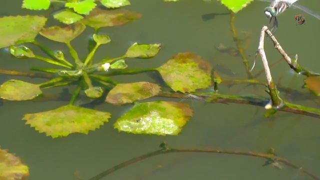 Разная БЕЗОБИДНАЯ ЖИВНОСТЬ, (если никого не трогать и не обижать) _) Рыбалка. Fishing câu cá 钓鱼 смотреть онлайн