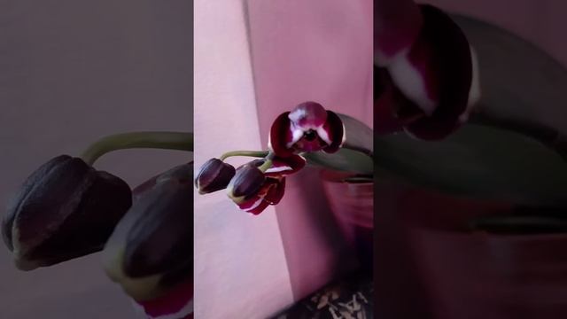 Phal. Chiada Gloria × Phal. Yu Pin Pearl смотреть онлайн