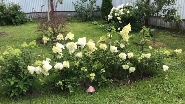 Моя любимая Дача. Рассказ о моих гортензиях. Удобрения, фунгициды. Чем я обрабатываю свои растения. смотреть онлайн