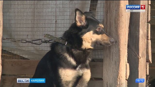 Зоозащитники Карелии возмущены новым приютом для собак в Медвежьегорске