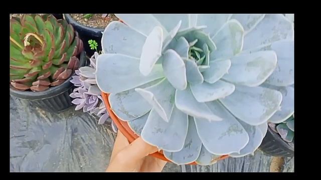 SHANEZ SHOPPING LINE FEB-IBIG SALE TEASER 4| SURPRISE GIFT FOR VALENTINE'S DAY смотреть онлайн