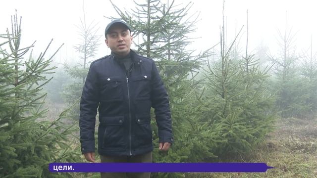 Выбираем лесную красавицу смотреть онлайн