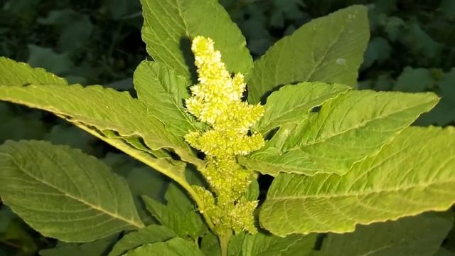 Ежовник (куриное просо). Сорняк смотреть онлайн