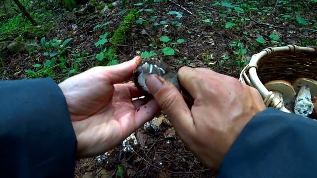 ПОЛНЫЕ КОРЗИНЫ! ОТБОРНЫЕ БЕЛЫЕ ГРИБЫ И ПОДОСИНОВИКИ ПОЛЯНАМИ в ЕЛЬНИКЕ! Грибы 2020! смотреть онлайн