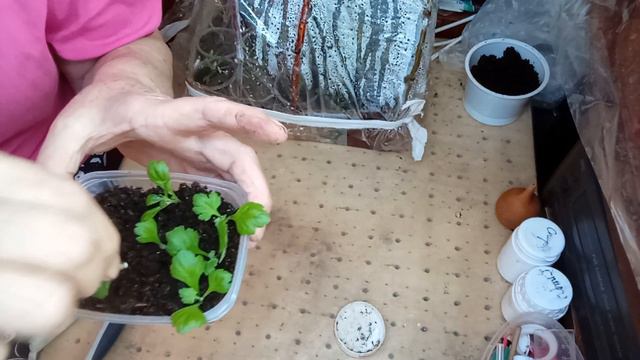 ЧЕРЕНКОВАНИЕ И ПОСАДКА МУЛЬТИФЛОРА И ГВОЗДИКИ . смотреть онлайн