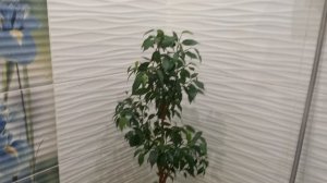 Комнатные растения.  Обрезка фикуса Наташа.  #обзор#комнатныерастения#комнатныецветы#фикусы#обрезка