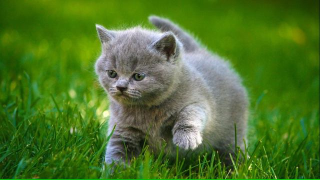 Релакс видео Котята HD - музыка для релакса. Relaxing video Kittens HD - Music for relaxation смотреть онлайн