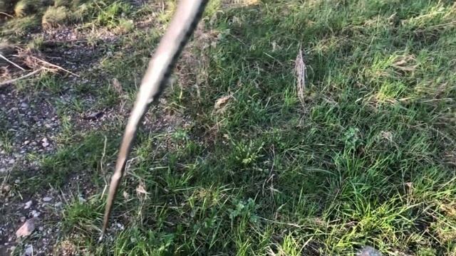 Как выглядит уж. Смотрите поймал ужа