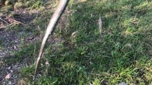 Как выглядит уж. Смотрите поймал ужа