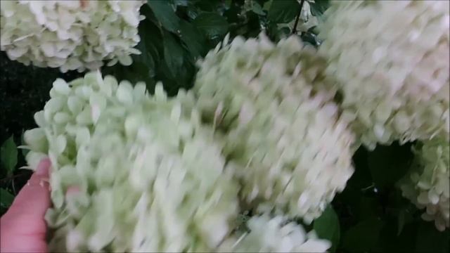 ЗНАКОМЬТЕСЬ С ИМПЕРАТРИЦАМИ САДА