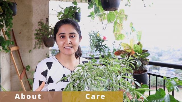 5 Unique Flowering Plants for Indian Summers and Monsoons to Buy смотреть онлайн