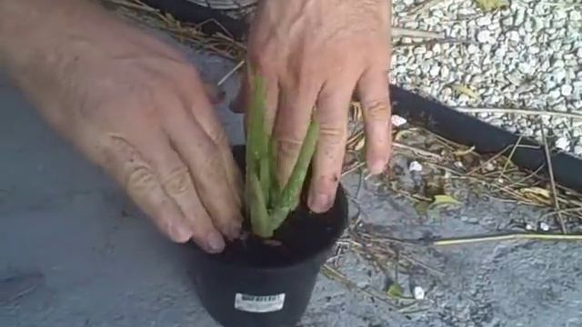 Pulling Aloe Pups for Transplanting смотреть онлайн