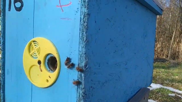 Февраль первый очистительный облёт пчёл 10. 02. 2019. часть 1 смотреть онлайн