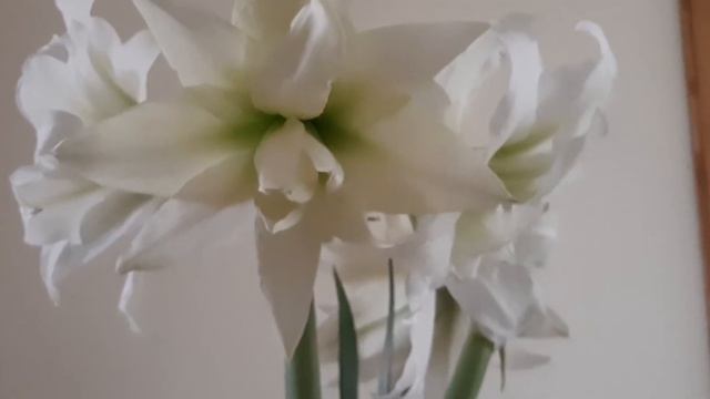 AmaryllisHIPPEASTRUM! ICE QUEEN .