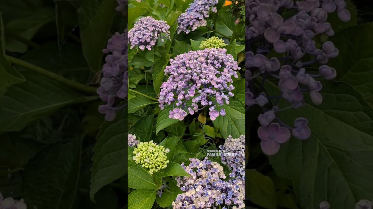 Гортензия крупнолистная Аиша 28 июля в нашем саду смотреть онлайн