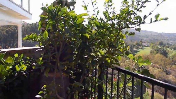 Eureka or Lisbon Lemon Tree Trimming