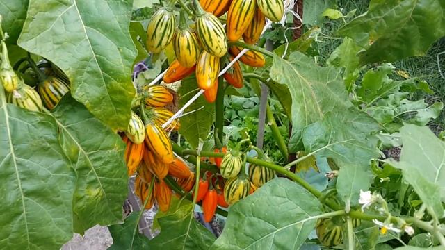 Баклажан Мантия (Toga Striped Eggplant)