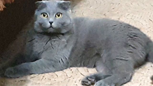 САМВЕЛ У ИГОРЯ НА ДНЕ РОЖДЕНИЯ смотреть онлайн