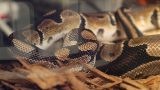|Double Live Feeding| Ball Python Takes Down Two Mice In One Go смотреть онлайн