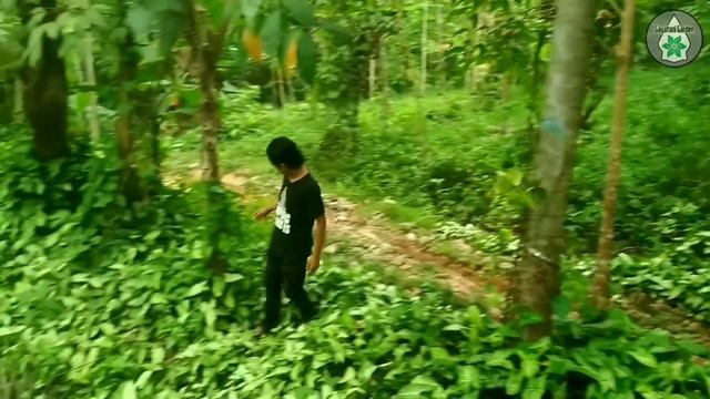 HAMPARAN SYNGONIUM DAN ANEKA AROID DI KEBUN KARET | INVASIVE ALIEN SPECIES