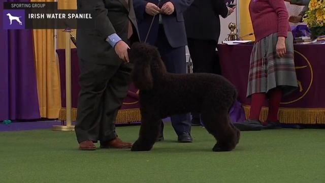 Spaniels (Irish Water) | Breed Judging 2020 смотреть онлайн