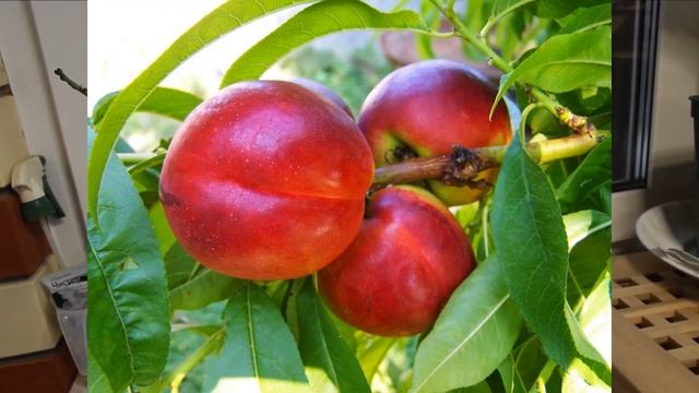 Карликовый (комнатный) нектарин Рубис - цветение в декабре!! ?Описание сорта, агротехника и уход. смотреть онлайн