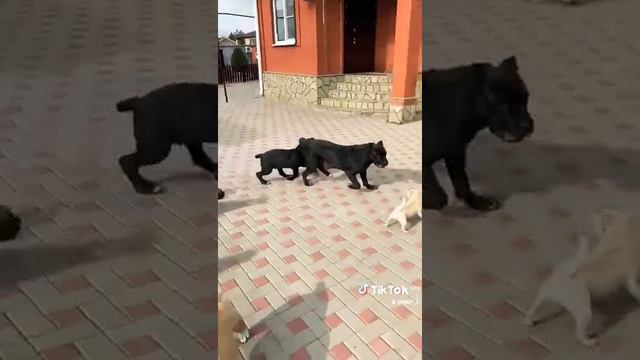 🐾🐾 Кане Корсо 🐾🐾 Приветик от нашего большой семьи!!! Щенки Кане Корсо 89518254600 смотреть онлайн