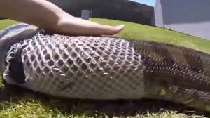 ЗМЕЯ СБРАСЫВАЕТ СВОЮ КОЖУ