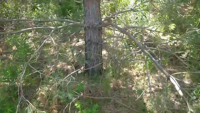 Роєловний сезон 2022. Перевірка ловушок. + 2 роя. Лісова черешня #пасіка #бджоли #роеловство смотреть онлайн