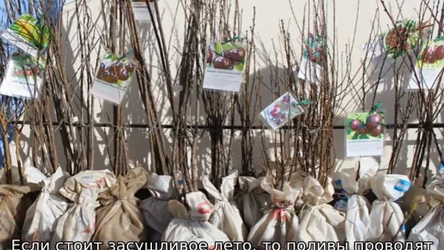 Черешня Ипуть смотреть онлайн
