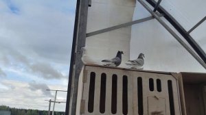 Ленинаканский голуби осмотр