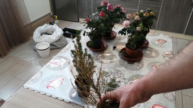 Елочки со скидками- выживут или.... смотреть онлайн