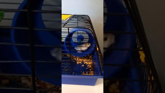 Джунгарский хомячок, Жемчужинка смотреть онлайн