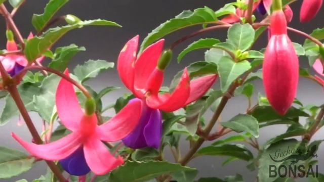Bonsai Fucsia. Fuchsia hybrida смотреть онлайн
