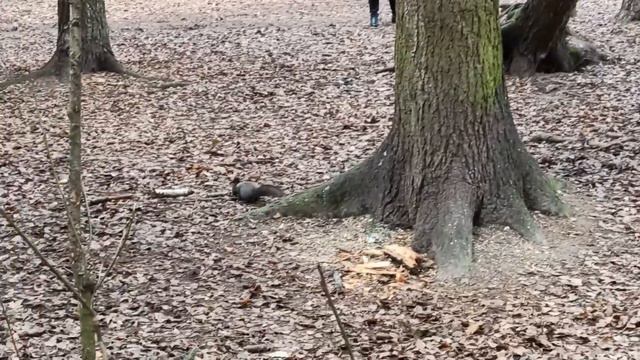 ЛОСИНЫЙ ОСТРОВ В НАЧАЛЕ НОЯБРЯ. смотреть онлайн