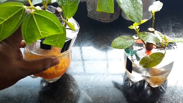 Water Bonsai From Ficus Racemosa Cuttings (Cluster Fig Tree) смотреть онлайн