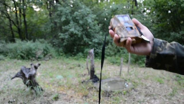 Фотоловушка на водопое для фотоохоты смотреть онлайн